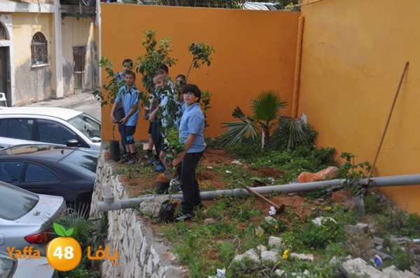 ashjar 7san 3arafa (4).JPG